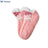 Pink / EU36-41(US3-7.5)